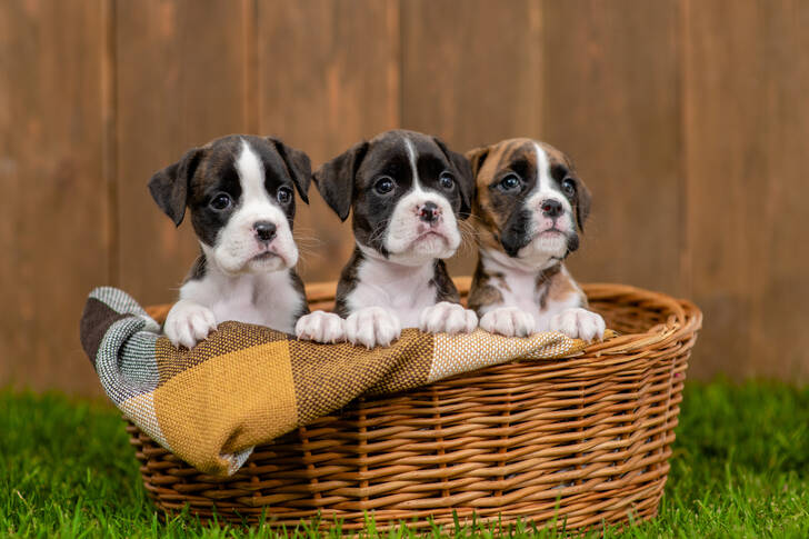 Cachorros boxer em uma cesta
