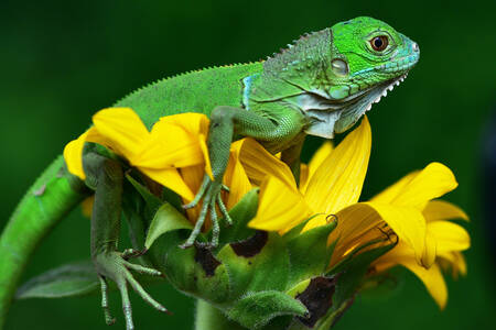 Iguana na żółtym kwiacie