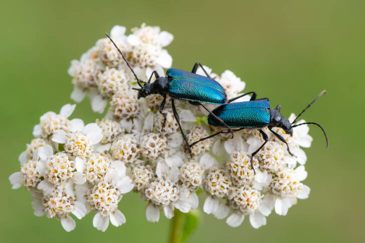 Insetos numa flor