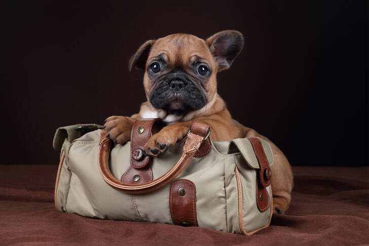 Chiot Bulldog Français dans un Sac