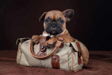 Cachorro de Bulldog Francês em uma Bolsa