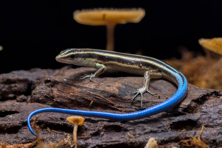 Lagarto-de-cauda-azul