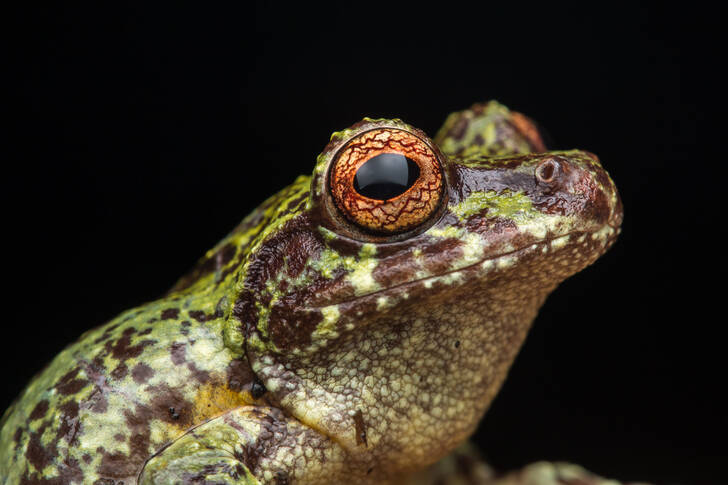 Frog on a black background