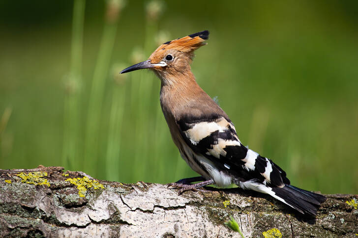 Young hoopoe