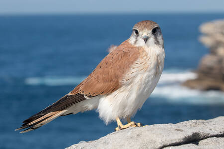 Kestrel Australia