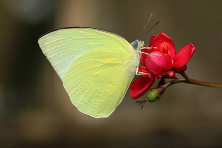 Papillon citron