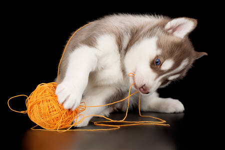 Cachorro de Husky Siberiano con hilo