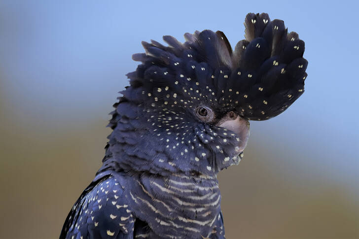 Cacatua-preta
