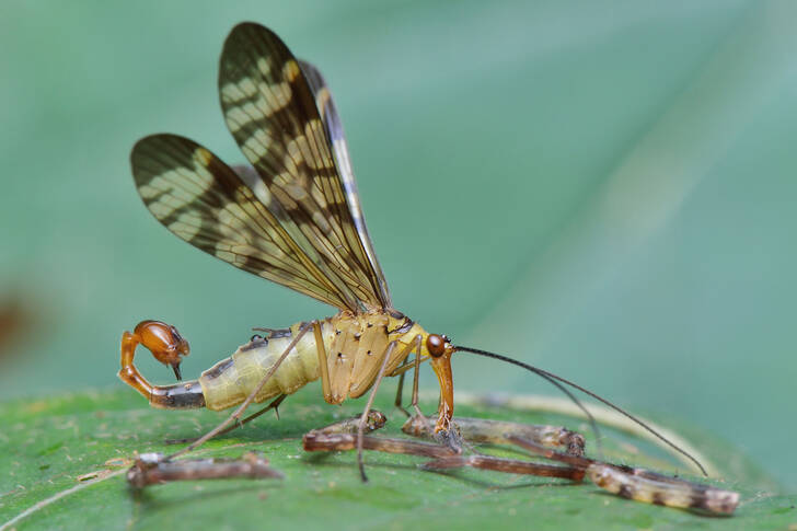 Common scorpionfly