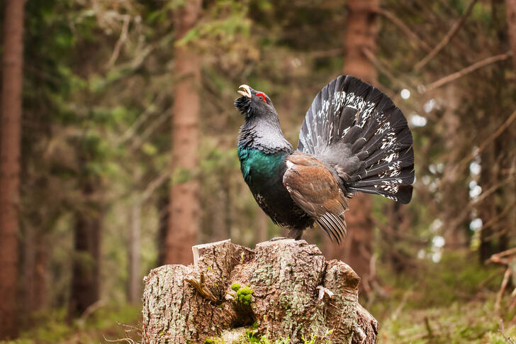 Wood grouse on a stump