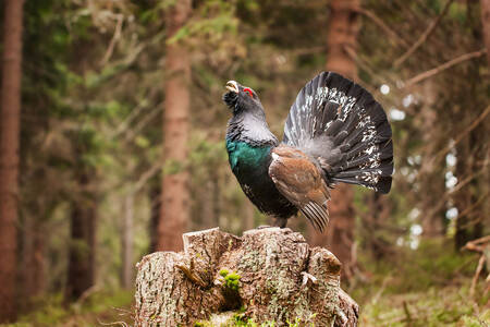 Wood grouse on a stump