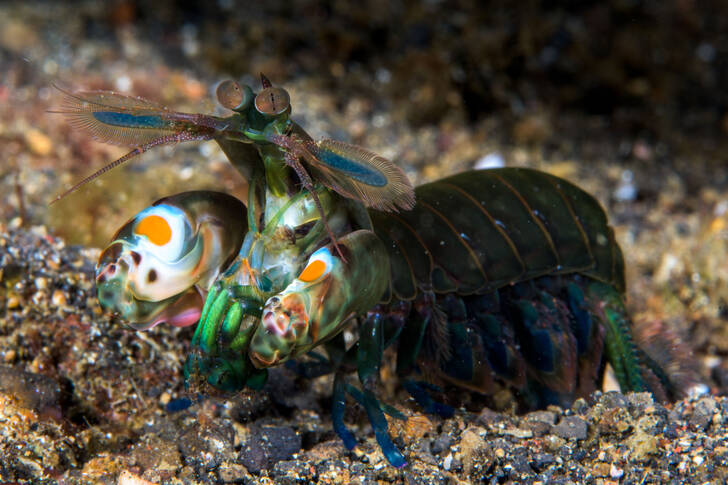 Mantis shrimp