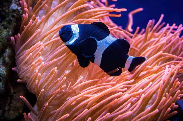 Black clownfish