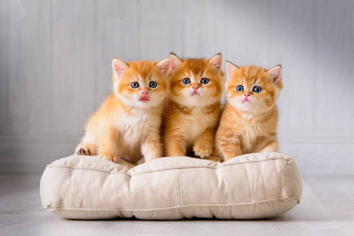 Pisoi roșcați pe o pernă