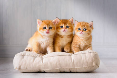 قطط الزنجبيل على وسادة