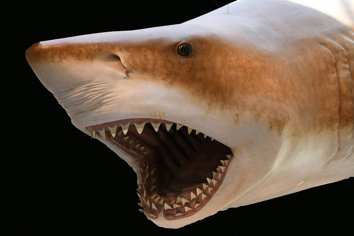 Ταριχευμένος μεγάλος λευκός καρχαρίας