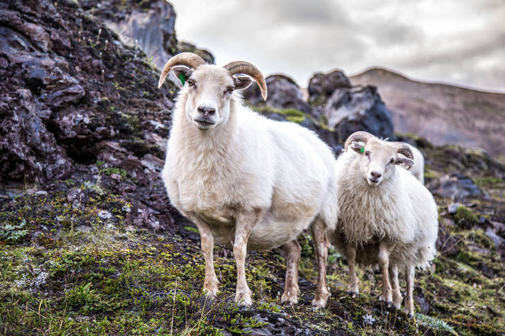Icelandic sheep