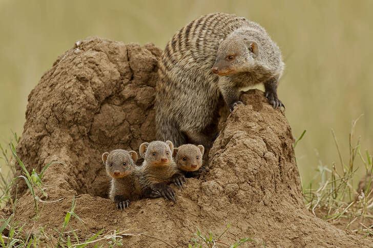 En familie af stribede manguster
