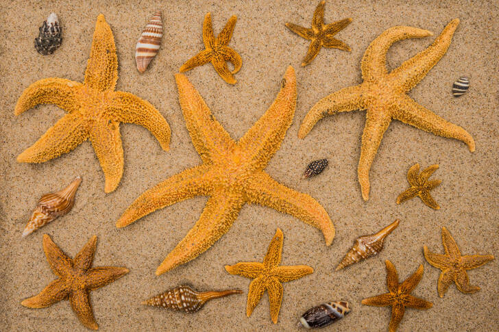 Mušle a hvězdice na písku