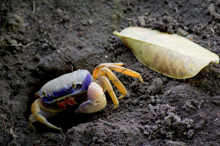 Modrý suchozemský krab