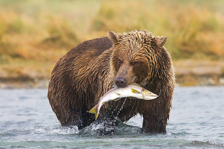 Hnědý medvěd s lososem