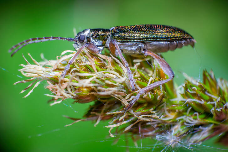 Zeleni buba-listolar