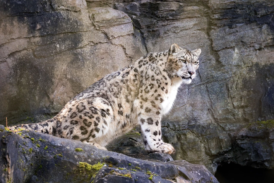 Lumeleopard kaljus eendil