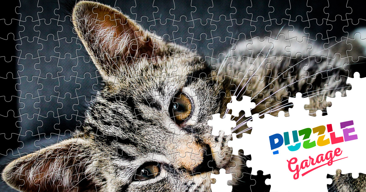 Tabby kitten Jigsaw Puzzle (Animals, Pets) | Puzzle Garage