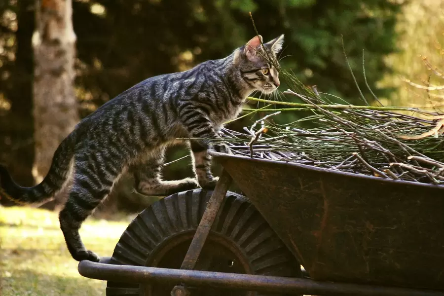 Nysgerrig kat