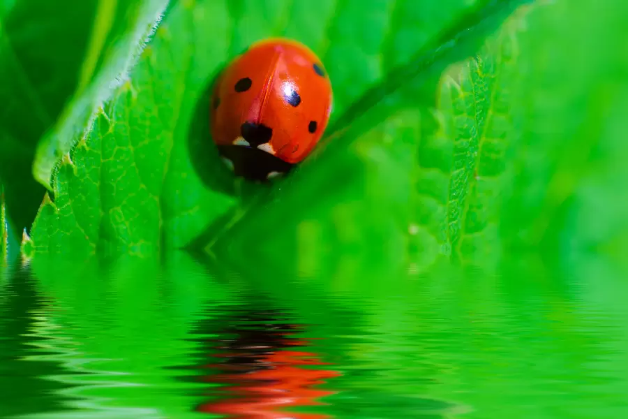 Coccinelle