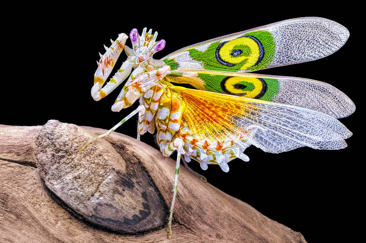 East african mantis