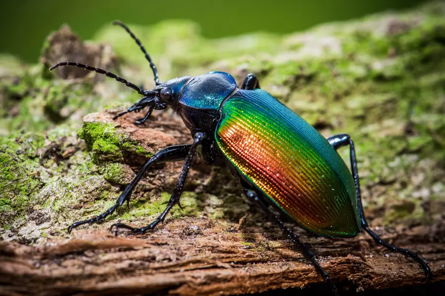Calosoma sycophanta