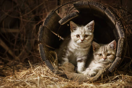 Kittens in an old barrel