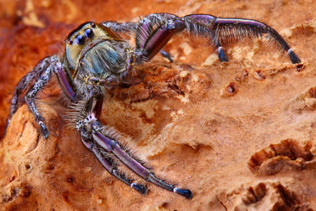Spinne