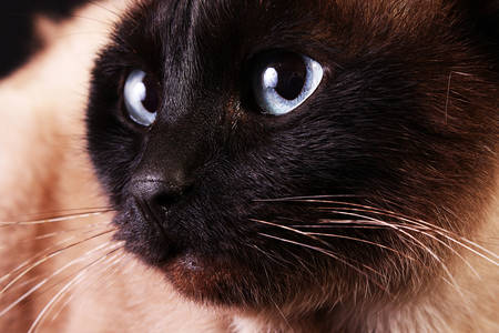 Portret sijamske mačke