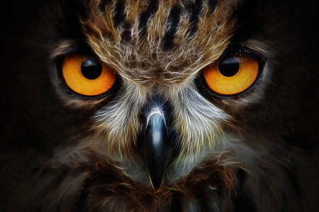 Owl macro photo