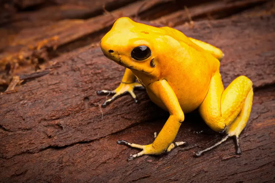 Golden poison frog