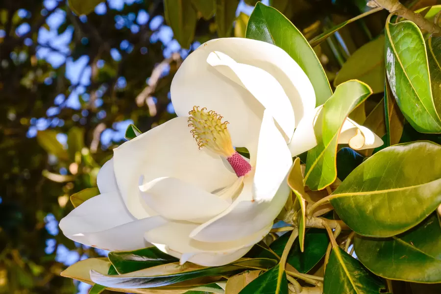 Magnolia blomma