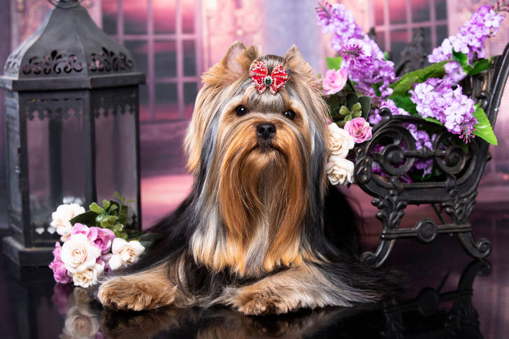 Luxurious yorkshire terrier