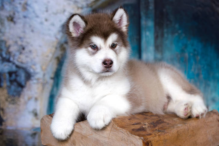 Catelus din Alaska Malamute