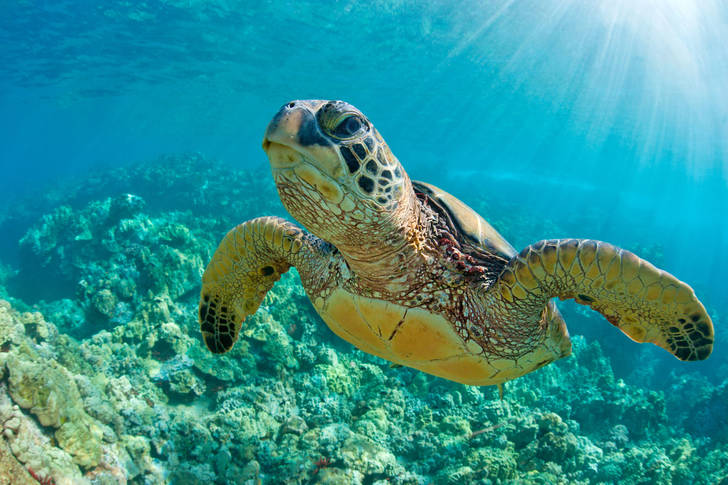 Turtle over coral reef