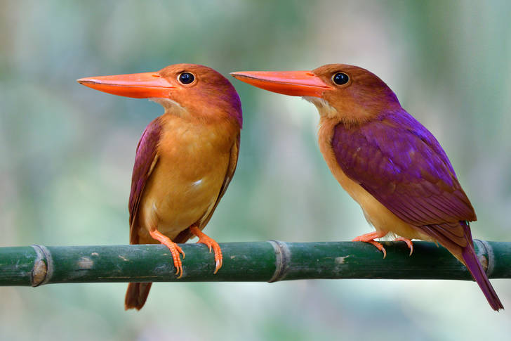 Par asiatiska fåglar på en gren