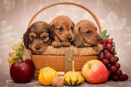 Puppies in the basket
