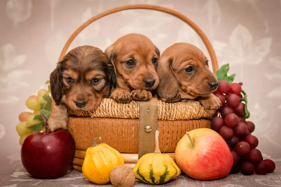 Puppy's in de mand