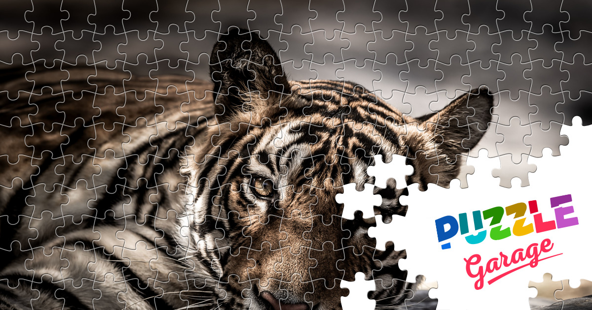 Tiger resting in the shade Jigsaw Puzzle (Animals, Mammals) | Puzzle Garage