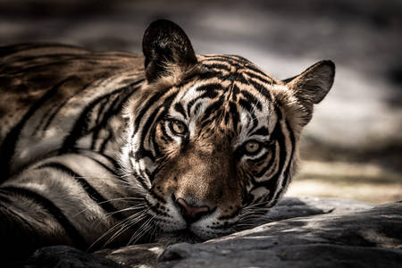 Тигр отдыхает в тени