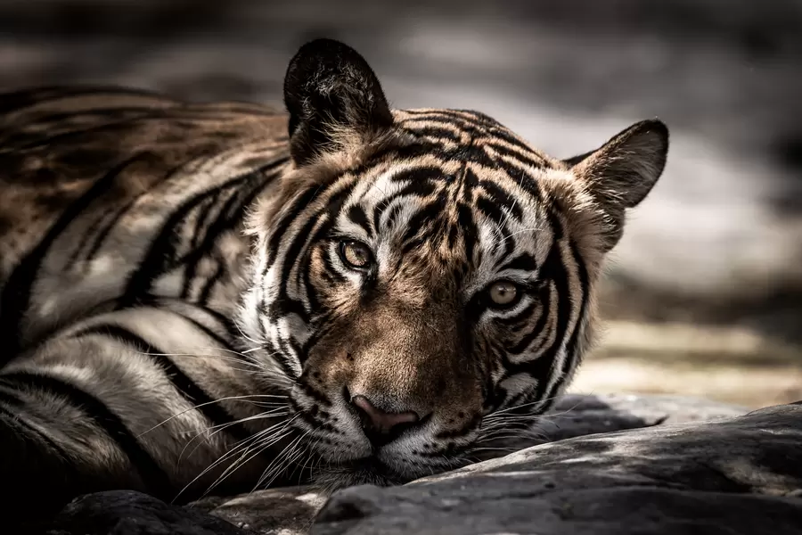 Tigar počiva u sjeni