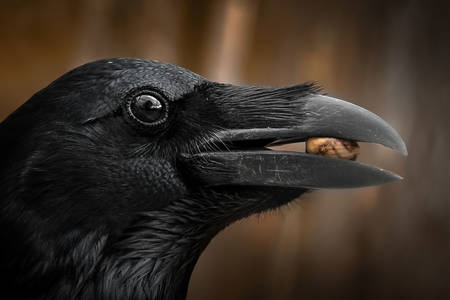 Retrato de cuervo