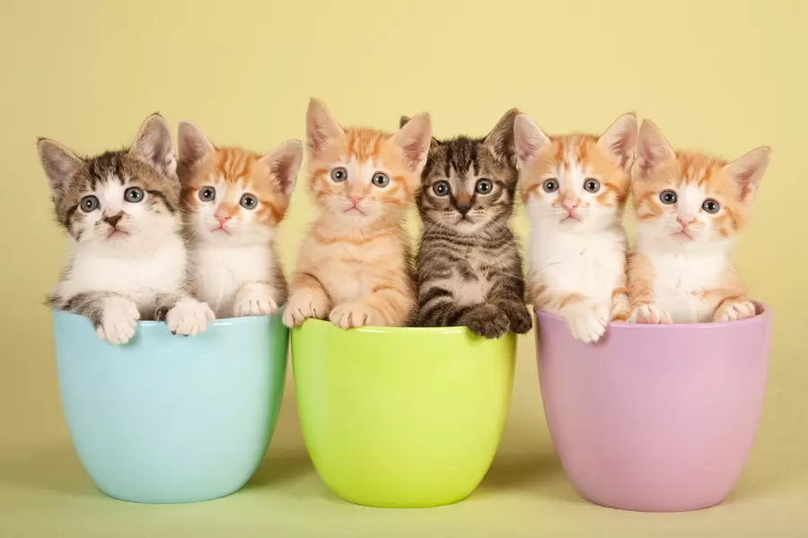 Котенца в саксии