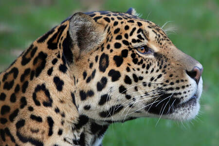 Πορτρέτο Jaguar